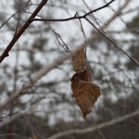 Листик на ветру :: Андрей Хлопонин Листик на ветру :: Андрей Хлопонин