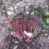 Вереск :: Veera V