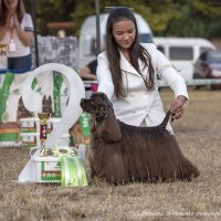 Американский кокер-спаниель :: Светлана Ищенко Американский кокер-спаниель :: Светлана Ищенко