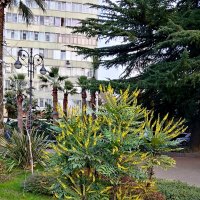 Сочи. Навагинская :: Tata Wolf