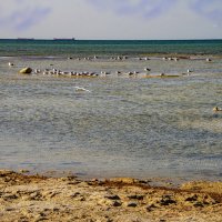 Чайкм :: Анатолий Чикчирный Чайкм :: Анатолий Чикчирный