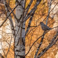 Рябчик :: Евгений Голубев