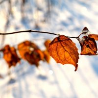 Этюды декабря... :: Андрей Заломленков Этюды декабря... :: Андрей Заломленков
