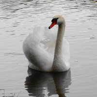 Лебеди в городском парке :: Рита Симонова