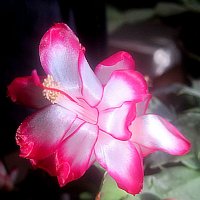 Декабрист :: Елена Семигина Декабрист :: Елена Семигина