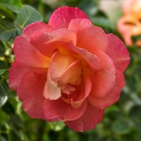 Роза :: Игорь Сикорский Роза :: Игорь Сикорский