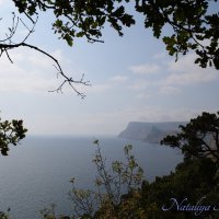 Природа Крыма :: Amazing Cosmea