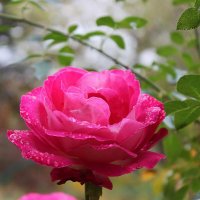 Осенняя красавица :: Светлана Осенняя красавица :: Светлана