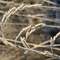 На морозе :: Ольга Савельева На морозе :: Ольга Савельева
