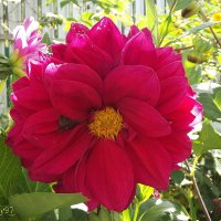 Георгин :: Freddy 97 Георгин :: Freddy 97