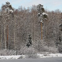 оттенки зимы :: Олег Лукьянов оттенки зимы :: Олег Лукьянов