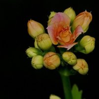 Вечером на окне... :: Николай Саржанов Вечером на окне... :: Николай Саржанов