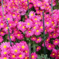 Из Никитского сада :: Татьяна Тюменка