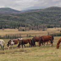Улаганское нагорье :: елена беликова