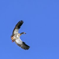 **** :: Андроник Александр 