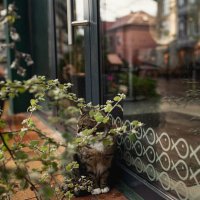 Красавчик :: Лилия . Красавчик :: Лилия .