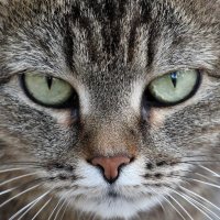 Взглядъ :: Олегъ Петрович