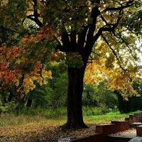 ..в старом парке... :: Александр Герасенков