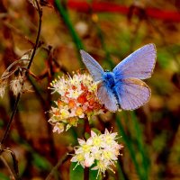 опять про бабочек...184 :: Александр Прокудин опять про бабочек...184 :: Александр Прокудин