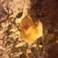 Роза :: Сапсан 