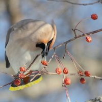 Свиристель :: Виктор Иванович Чернюк Свиристель :: Виктор Иванович Чернюк