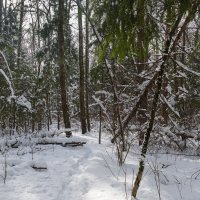 Зимний лес :: Владимир Лазарев Зимний лес :: Владимир Лазарев