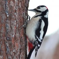 Старый приятель позирует :: Любовь Сахарова Старый приятель позирует :: Любовь Сахарова