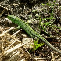 Красавица... :: Роман Савоцкий