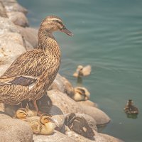 Семья-то большая... :: Svetlana Galvez Семья-то большая... :: Svetlana Galvez