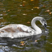 Лебеди в городском парке :: Рита Симонова Лебеди в городском парке :: Рита Симонова