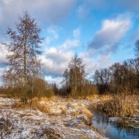 Подмосковный декабрь 4 :: Андрей Дворников