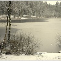 *** :: Aleksandr Gal