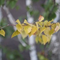 Осенний лист :: Дмитрий П Осенний лист :: Дмитрий П