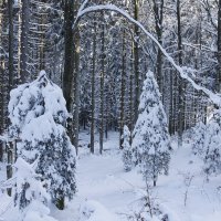"Поёт зима — аукает, мохнатый лес баюкает" :: Ирэн 
