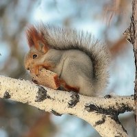 Белка с сухариком :: елена беликова Белка с сухариком :: елена беликова