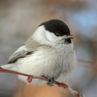 Птички Алтая :: елена беликова Птички Алтая :: елена беликова