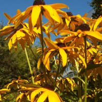 Солнышки :: Натали 