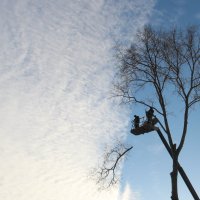 Казнь липы :: Елена Минина