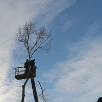 Казнь липы :: Елена Минина