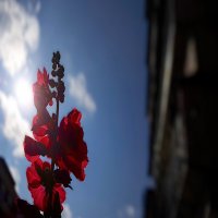 Навстречу солнцу :: Hope 