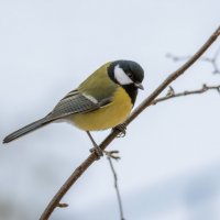 **** :: Володька Завитушкин