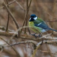 Большая синица. :: Анатолий. Chesnavik.