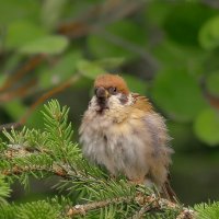 желторотый малец... :: Andrey Bragin 