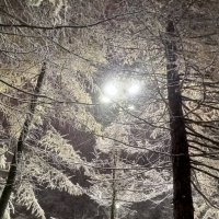 Лиственница :: Сапсан 