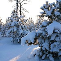 Январь...Морозное утро в молодой тайге! :: Владимир 