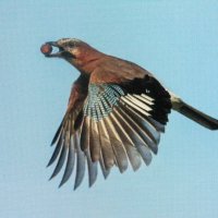 С добычей :: Людмила Смородинская