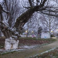 Старое дерево :: Валерий Ткаченко