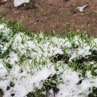 Белое и зелёное :: Юрий Гайворонскiий Белое и зелёное :: Юрий Гайворонскiий