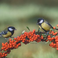 Мальчики. :: Светлана Ивановна Медведева Мальчики. :: Светлана Ивановна Медведева