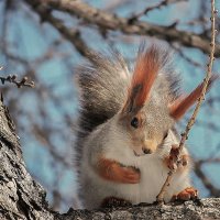 Хитрюшка ушастая :: елена беликова Хитрюшка ушастая :: елена беликова